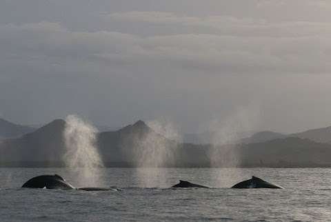 Photo: Whale Watching Byron Bay